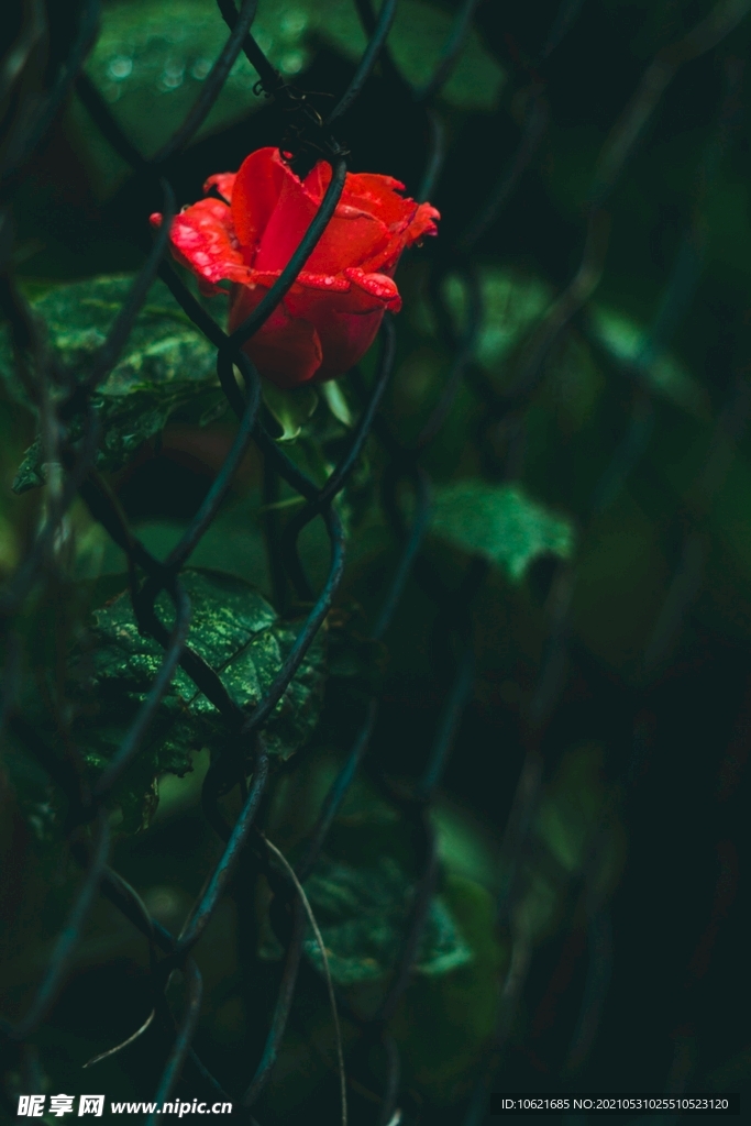 花              