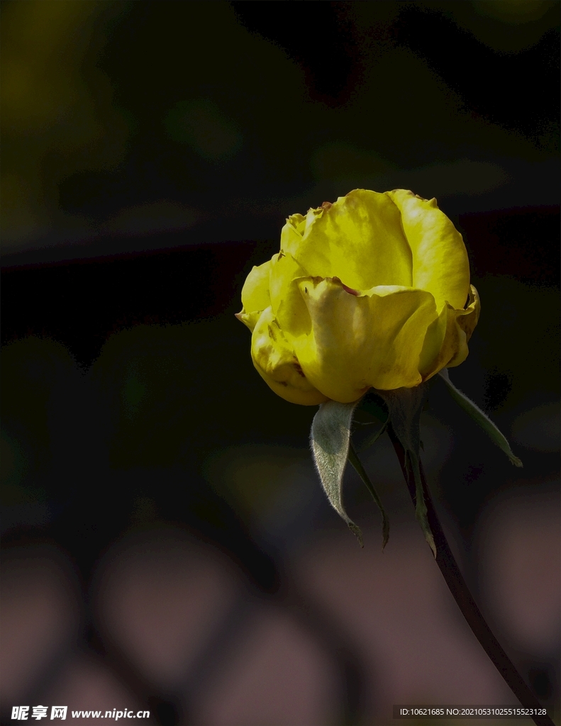 花              