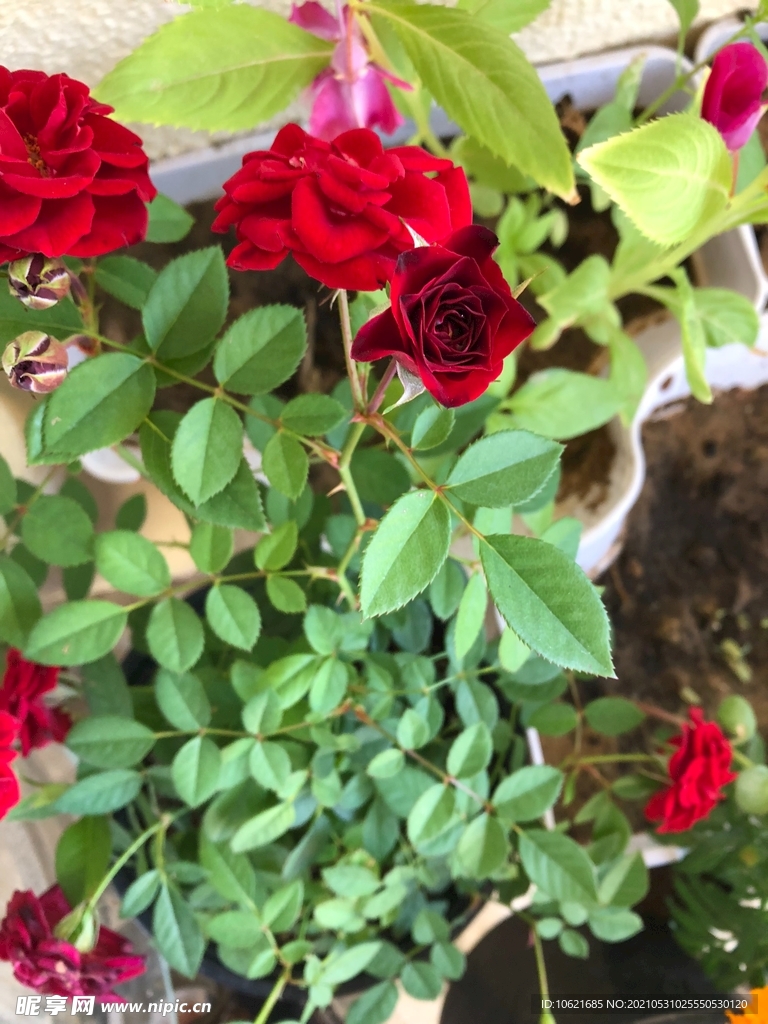 花              