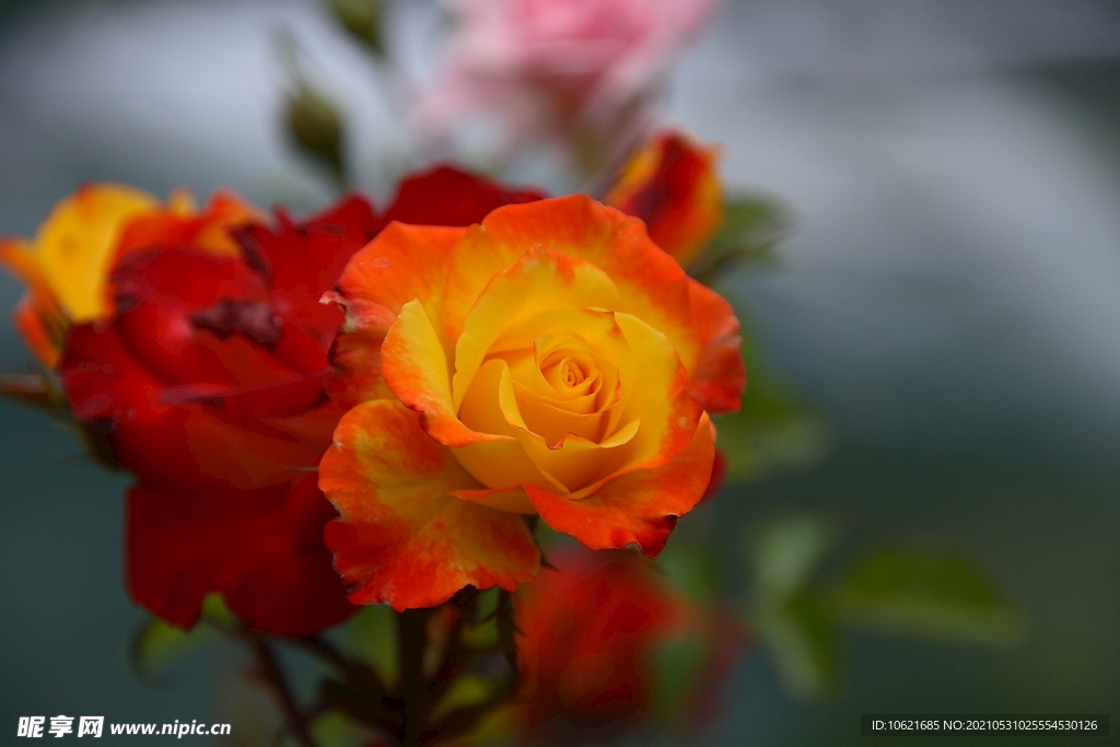花              