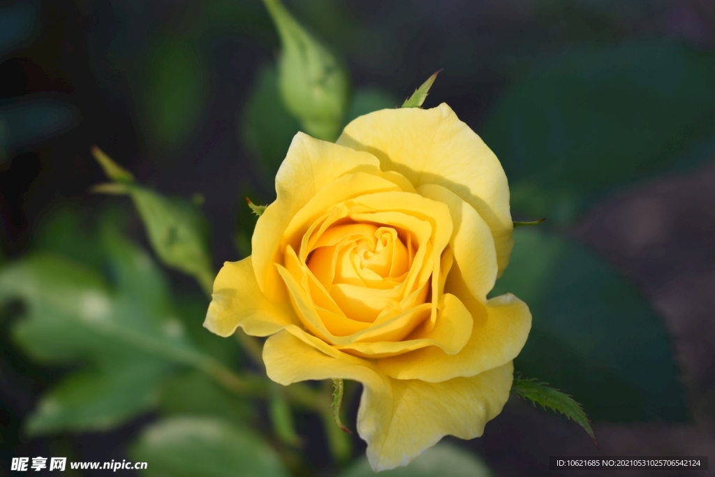 花              