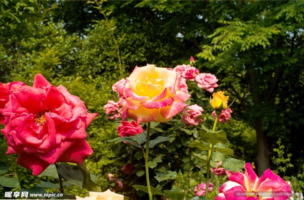 花              