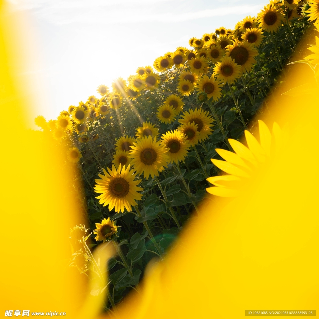 向日葵            