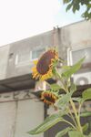 向日葵            