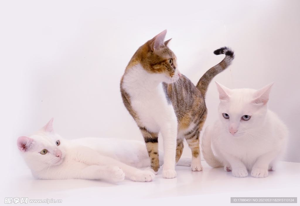猫