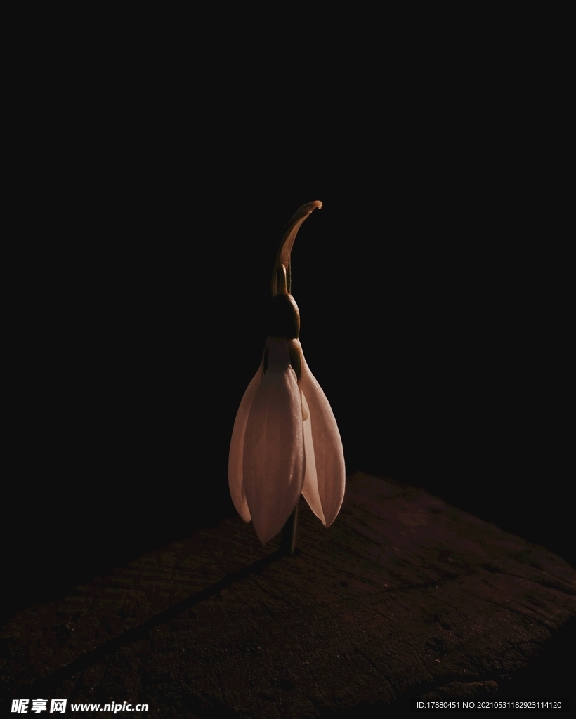 花卉