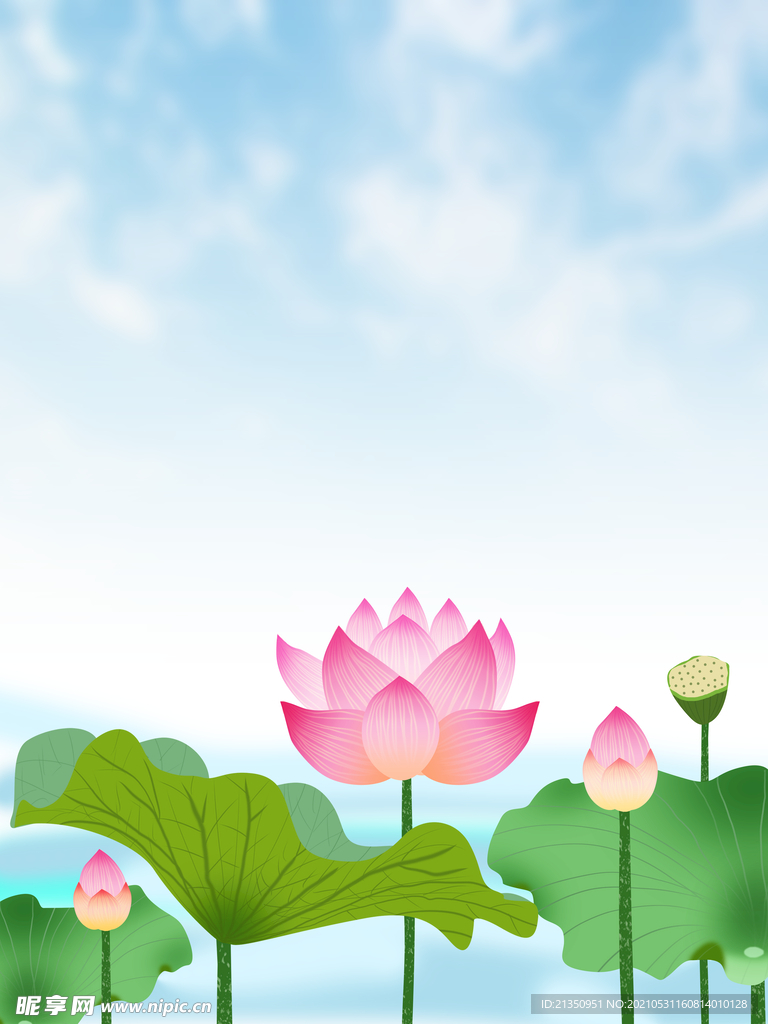 荷花