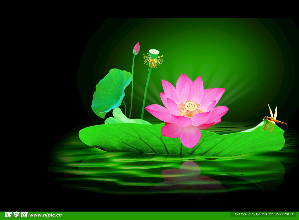 荷花