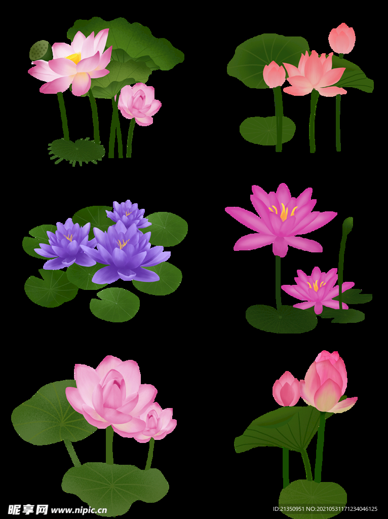 荷花