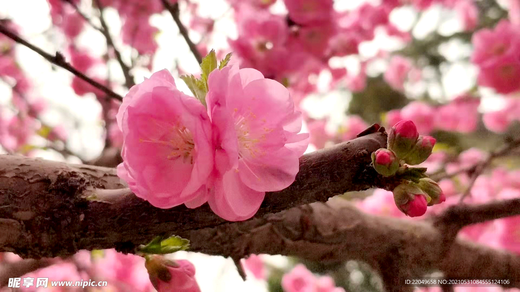 榆叶梅花