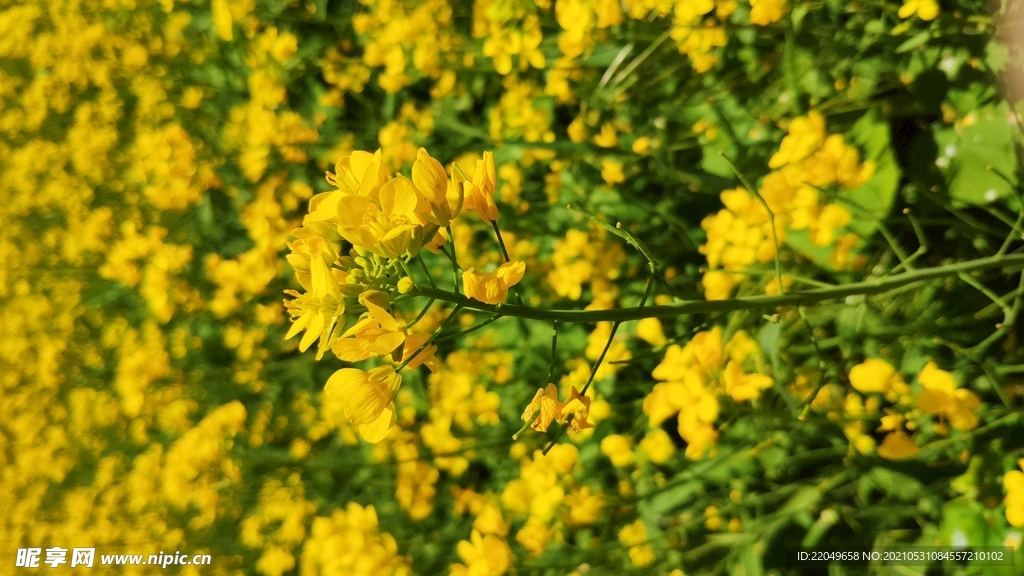 黄色油菜花