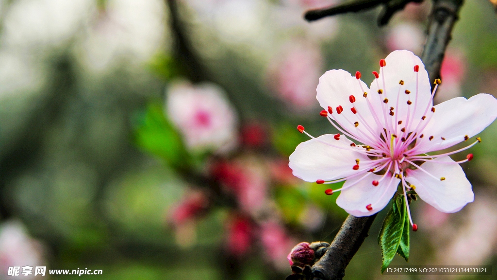 桃花