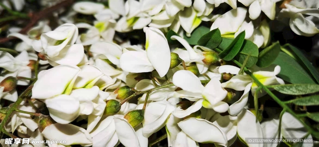 槐花