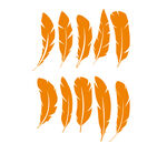 羽毛矢量