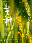 芒种