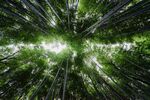 竹林