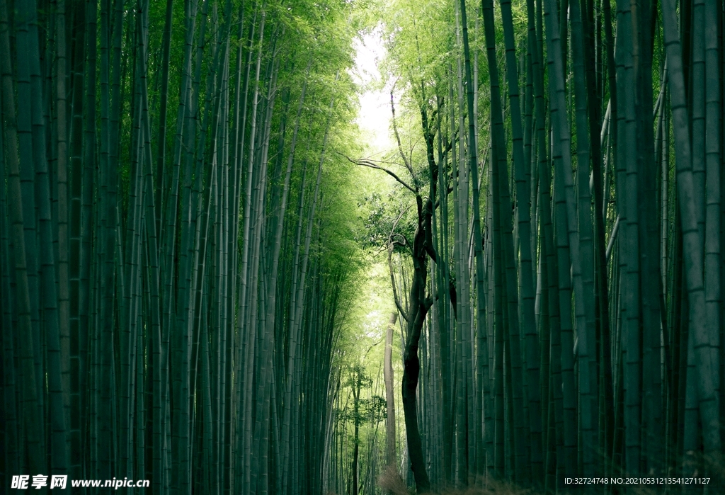 竹林