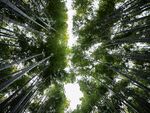 竹林