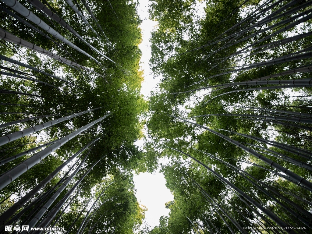 竹林