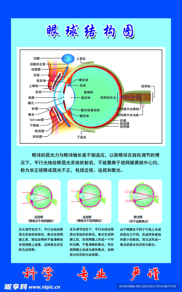 眼球结构图