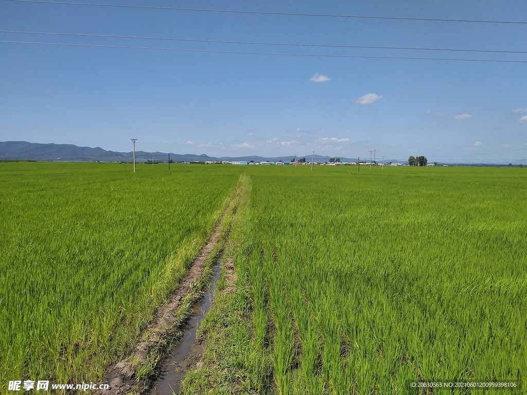 稻田