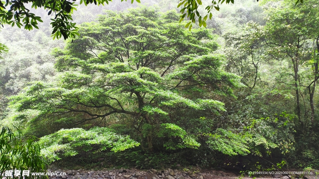 植物