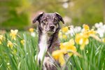 萌犬  狗