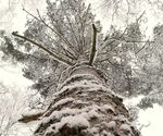 冬天 松 雪 
