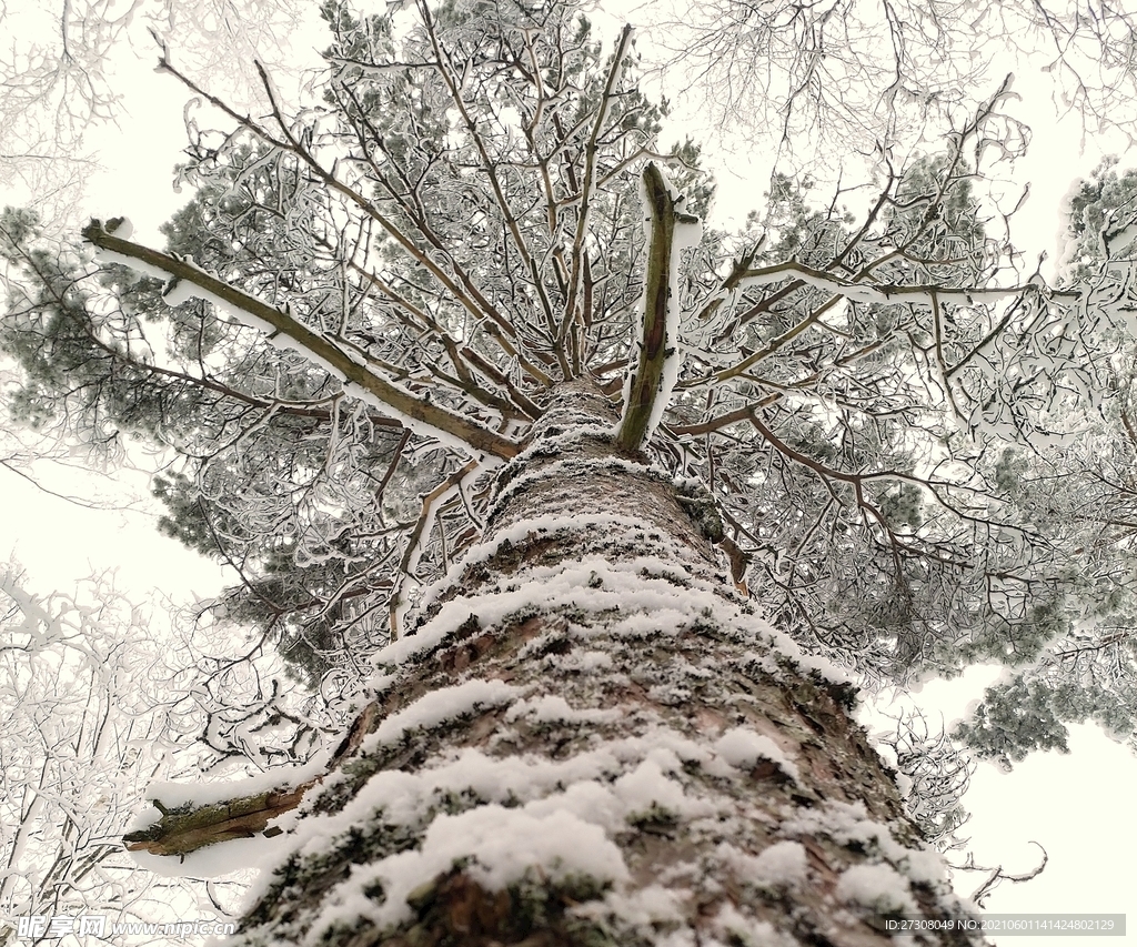 冬天 松 雪 