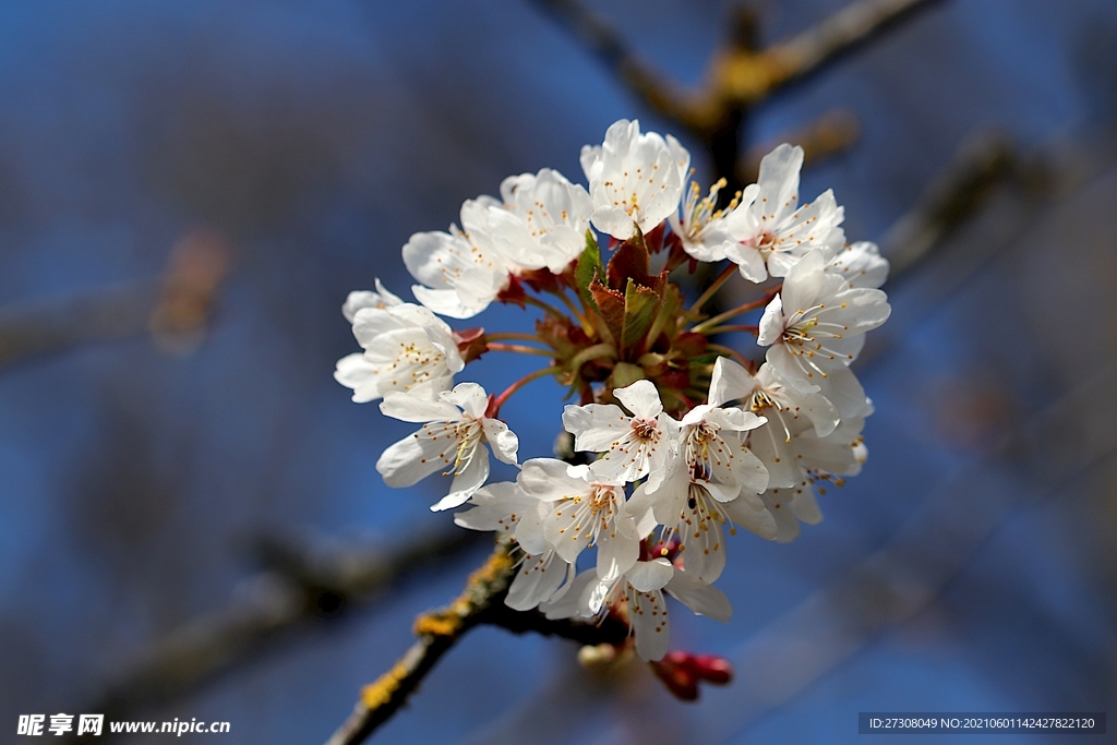 樱桃 樱花 花冠 