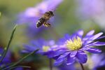 蜜蜂 开花 昆虫 