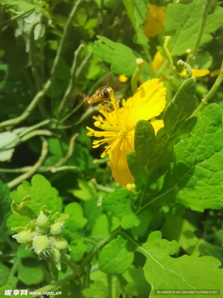 花