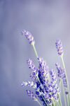 薰衣草