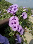 牵牛花