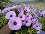 牵牛花