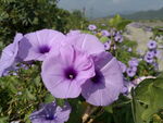 牵牛花