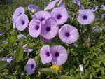 牵牛花