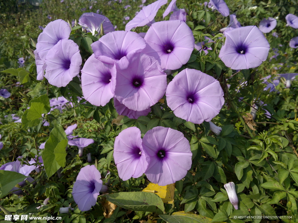 牵牛花