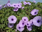 牵牛花