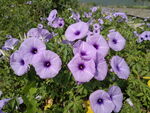 牵牛花