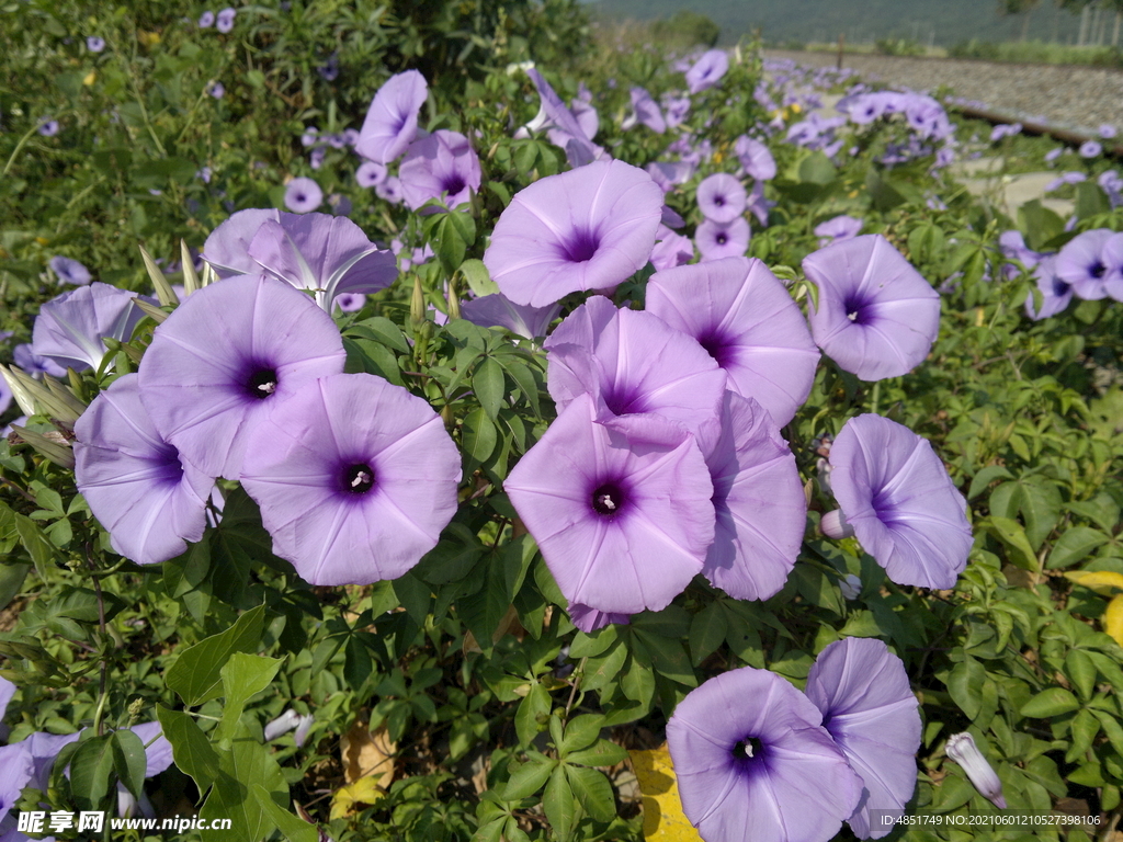 牵牛花