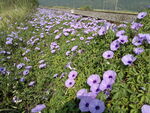 牵牛花