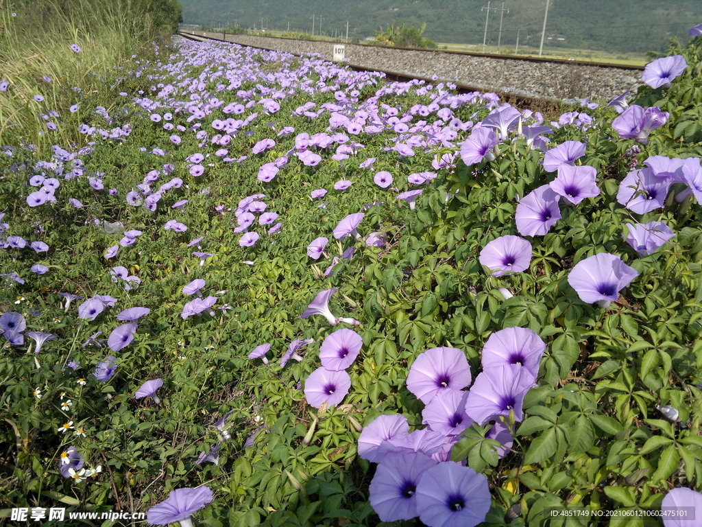 牵牛花