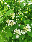 小花