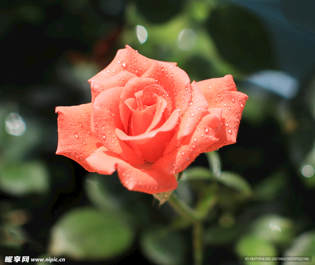 月季花