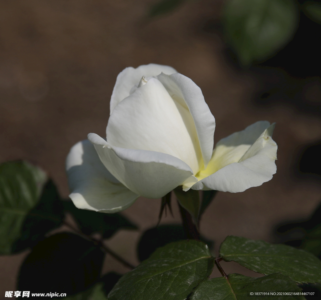 月季花-平湖秋水