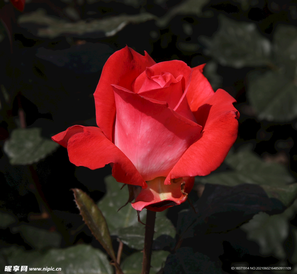 月季花