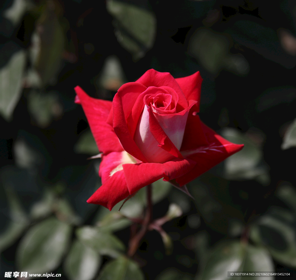 月季花