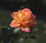 月季花