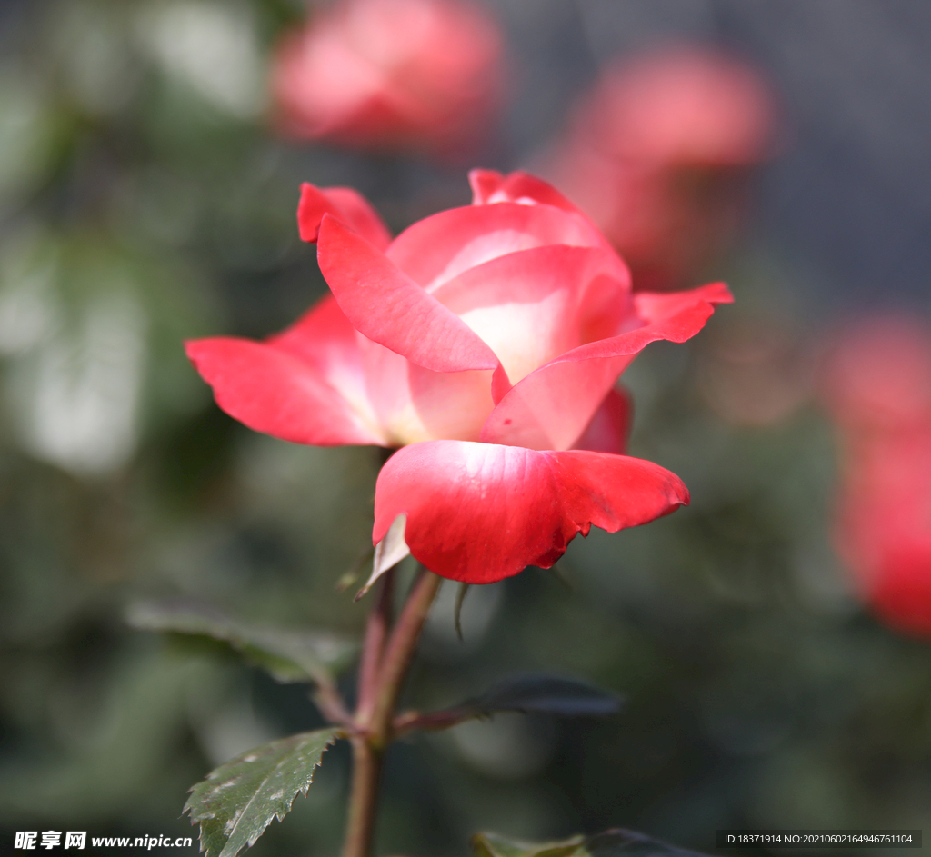 月季花-少女